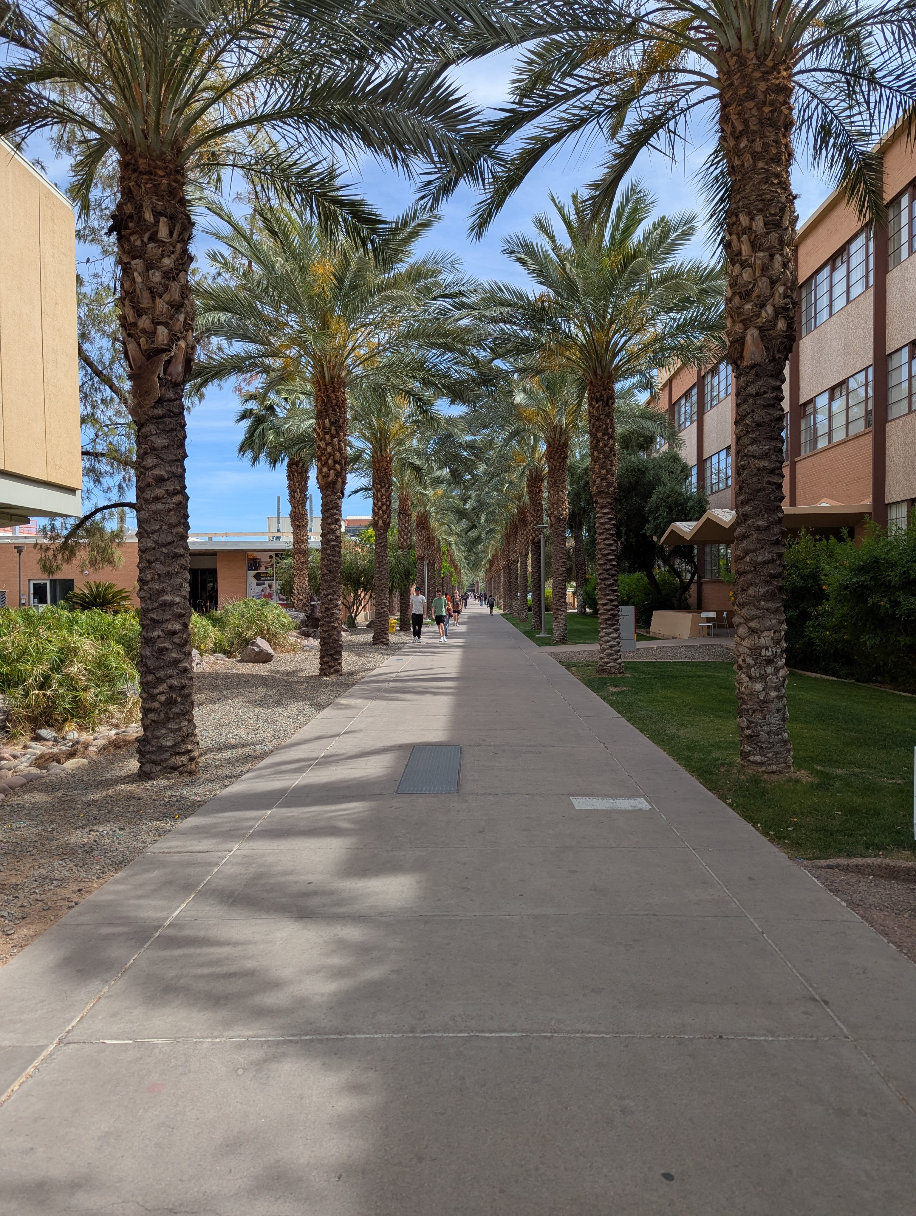 Campus walkway lined with palm trees
